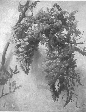 Wysteria