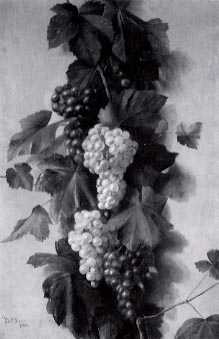 The Grape Vine