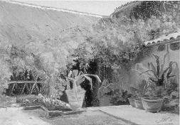 Bougainvilloea Cuernavaca