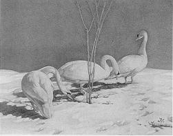 Swans in April Snow