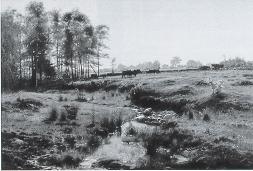 Cattle Grazing Near a Stream