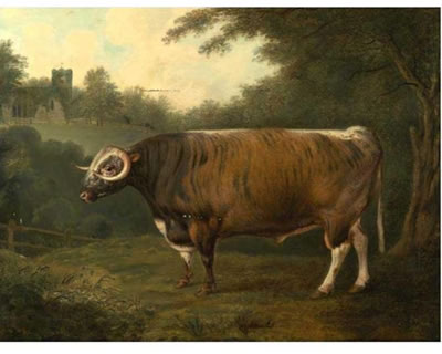 A LONGHORN BULL BELONGING TO THOMAS PRINCEP IN FRONT OF CROXALL CHURCH