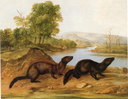 Mountain Brook Minks by John Woodhouse Audubon - Auction record, sale price, and art valuation. Compare with similar artists and explore comparable artworks.