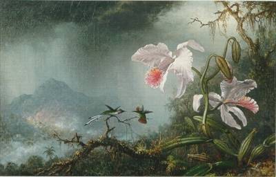 Two Fighting Hummingbirds with Two Orchids