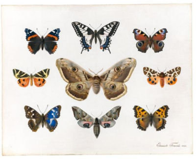 A SHEET OF STUDIES OF BUTTERFLIES by Edouard Travies - Auction record, sale price, and art valuation. Compare with similar artists and explore comparable artworks.