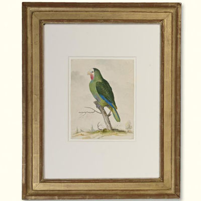 A GREEN PARAKEET