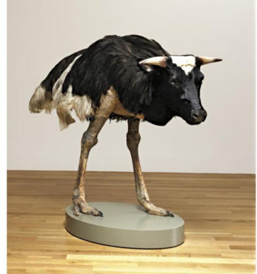 Misfit (Cow)