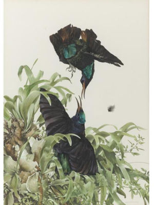 PARADISE RIFLEBIRDS