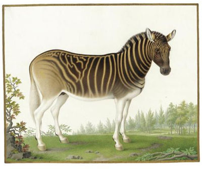 A Quagga by Nicolas Robert - Auction record, sale price, and art valuation. Compare with similar artists and explore comparable artworks.