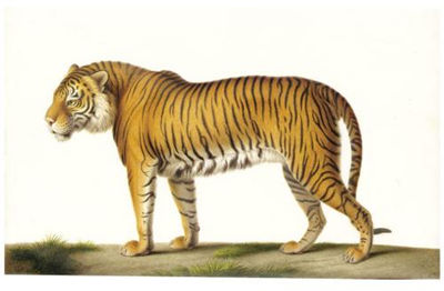 Sample artwork by Nicolas Huet the Younger (1770 - 1828), known for animaliar painting, science expedition artist, engravng - View similar artists and auction records