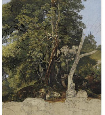 Woodland Study