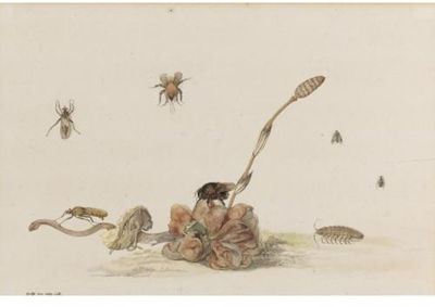 Various Insects by a Fungus