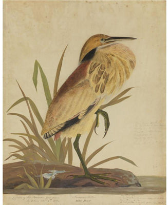 American Bittern (Ardea Minor)