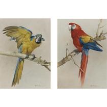 GOLD AND BLUE MACAW AND A SCARLET MACAW (A PAIR) by Edwin Penny - Auction record, sale price, and art valuation. Compare with similar artists and explore comparable artworks.