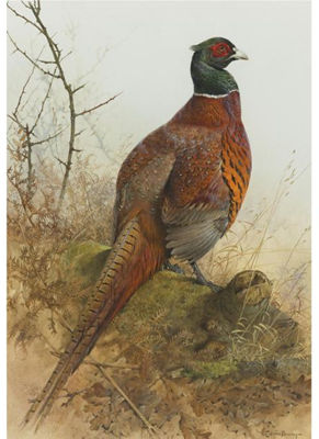 A COCK PHEASANT