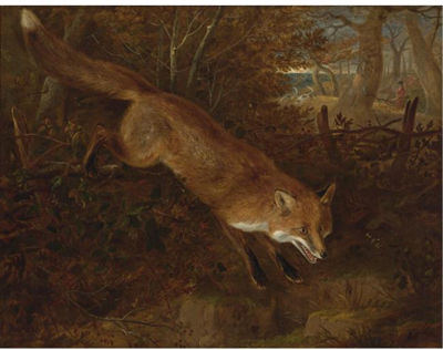 A FOX BREAKING COVER