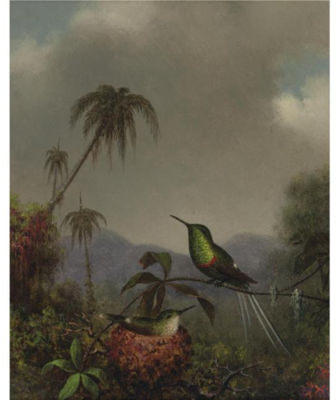 TWO "THORN-TAILS" (LANGSDORFFS THORN-TAIL, BRAZIL)