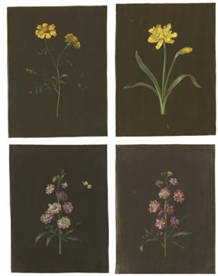 A GROUP OF FOUR FLOWER STUDIES, INCLUDING A DAFFODIL AND A MARIGOLD