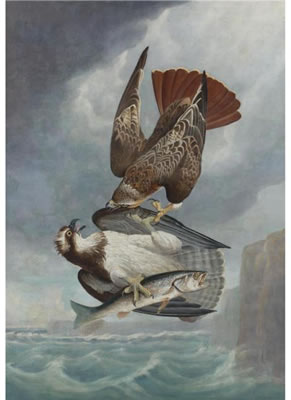 RED-TAILED HAWK AND OSPREY (FISH HAWK)