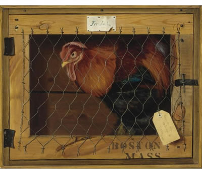 ROOSTER IN TRANSIT