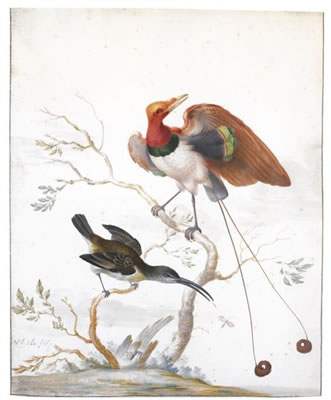 Sample artwork by Herman Henstenburgh (1667 - 1726), known for still life painting and drawing, birds, insects, fruit and flowers - View similar artists and auction records