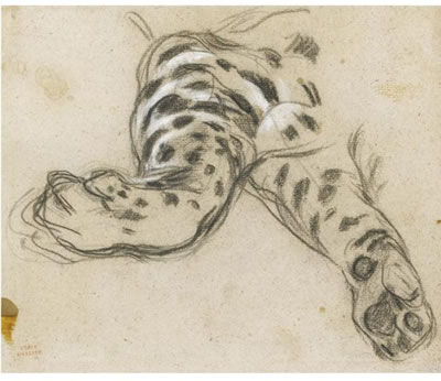 STUDY OF A LEOPARD'S PAWS