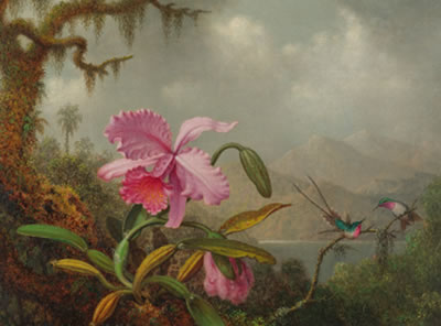 ORCHIDS AND HUMMINGBIRDS