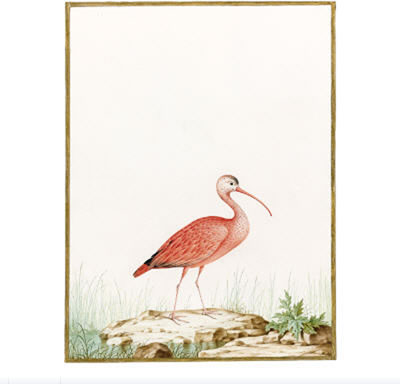 SCARLET IBIS