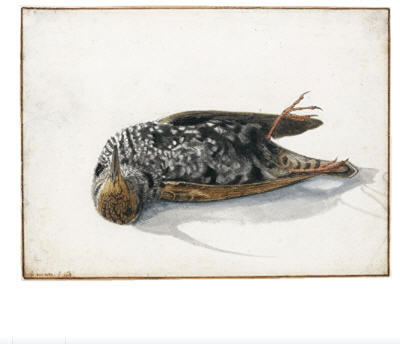 A DEAD STARLING