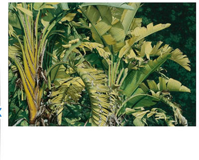 JARDINES DE LA REINA