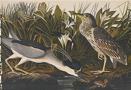 John James Laforest Audubon biographical photo