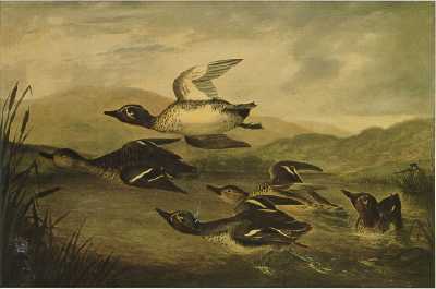 Sample artwork by John Woodhouse Audubon (1812 - 1862), known for portrait, western wildlife-genre painting, sketching - View similar artists and auction records