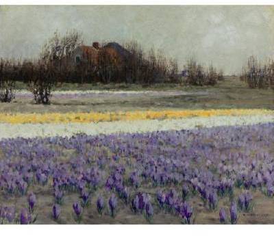 A Field of Crocuses