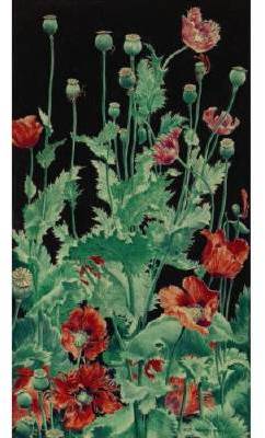 Shirley Poppies