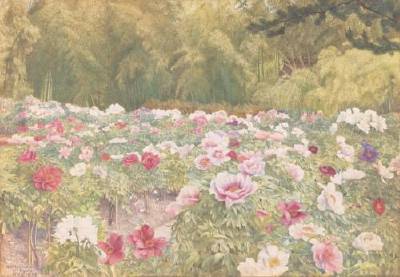 Peony Garden, Kyoto, Japan
