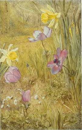Anemones and Daffodils