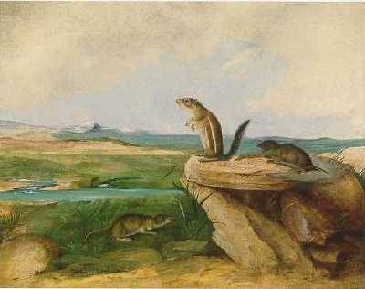 Harris' Antelope Ground Squirrel