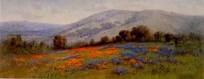 California Poppies