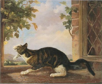 Cat Stalking a Butterfly