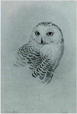 SNOWY OWL, ARCTIC