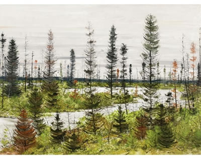 BLACK SPRUCE COUNTRY