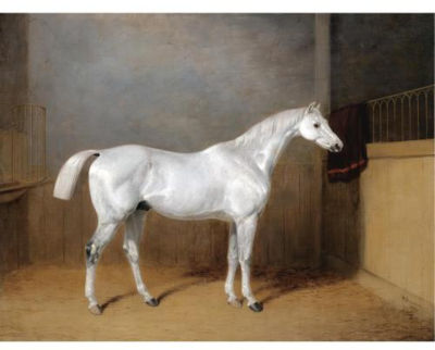 A FAVOURITE GREY HORSE BELONGING TO GEORGE REED STANDING IN A LOOSE BOX