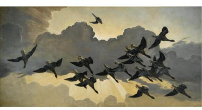 GEESE BEING ATTACKED BY A BIRD OF PREY