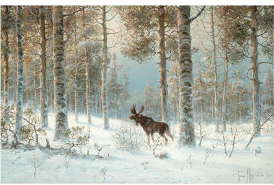 Elk in the snow