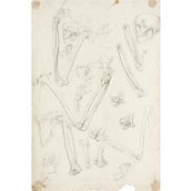 A SHEET OF STUDIES OF HUMAN SKELETONS: ARMS AND SKULLS by Giovanni Ambrogio Figino - Auction record, sale price, and art valuation. Compare with similar artists and explore comparable artworks.