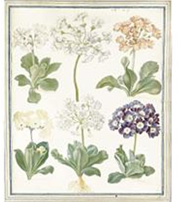 Studies of Auriculas by Maria Sibylla Merian - Auction record, sale price, and art valuation. Compare with similar artists and explore comparable artworks.