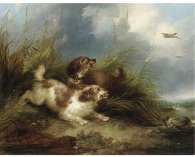 SPANIELS FLUSHING MALLARD