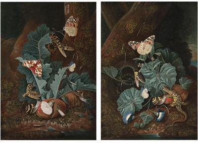 A FOREST FLOOR WITH A LIZARD, A PAINTED LADY BUTTERFLY, A SNAKE, MORNING GLORY AND FUNGI;