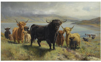 HIGHLAND CATTLE