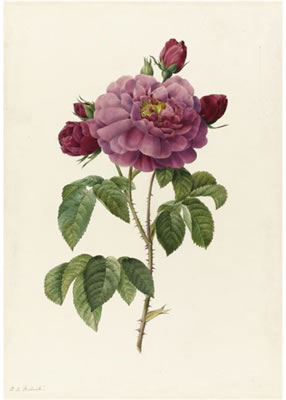 ROSA GALLICA AURELIANENSIS